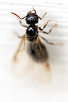 Flying Ants - Camponotus - 091613