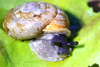 Discus Snail - Discus rotundatus 050214