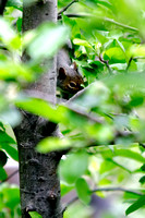 Squirrel in the Apple Tree 042611