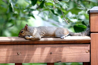 Squirrel on Deck Railing 081106