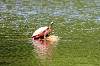 Northern Red Belly Turtle in Occoquan River 062808