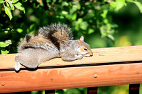 Squirrel on the Deck Railing 041810