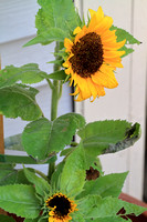Big Smile Sunflower 071123