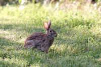 Bunny Rabbits - Sylvilagus floridanus 080105