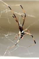 Black Widow Spider 081116