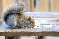 Squirrel 011715