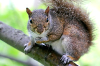 Squirrels 043013