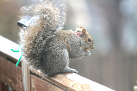 Wounded Squirrel 011014