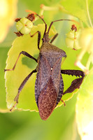 Giant Agave Bug 072813