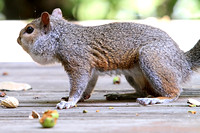 Squirrel with Swelling on Neck 060116