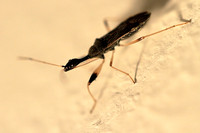 Long-necked Seed Bug - Myodocha serripes 091922