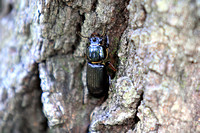 Horned Passalus - Odontotaenuis disjunctus