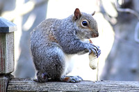 George the Squirrel with a Peanut 020521