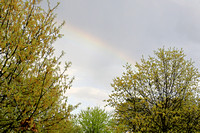 Rainbow and Apple Blossoms 041121