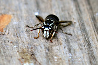 Bald-faced Hornet on Wood 072314