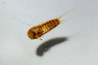 Black Carpet Beetle Larvae - Dermestidae 020914