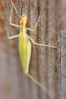 Tree Cricket - Oecanthus niveus 110314