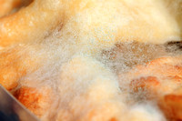 Rhizopus solonifer Fungus on Apple Pie from Karen's Kitchen 022014