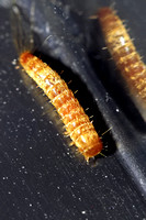 Black Carpet Beetle Larvae - Dermestidae 080414