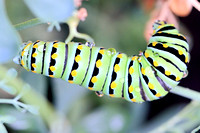 Eastern Black Swallowtail Caterpillar - Papilio polyxenes 081413