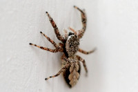 Dimorphic Jumping Spider - Maevia inclemens 052913