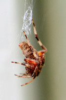 Spotted Orb Weaver Spider - Neoscona crucifera 092113