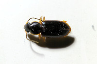 Ground Beetle 052513