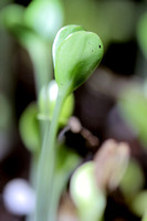 Microgreen Plants Sprouting 030613