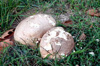 Purple-spored Puffball Mushroom - Calvatia cyathiformis 101010
