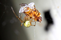 Cobweb Spider Eating June Bug - Parasteatoda 072814