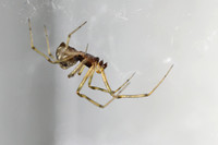 Cobweb Spiderling - Steatoda triangulosa 081016