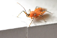 Orange Assassin Bug on Windowsill - Pselliopus 033120