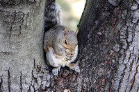 Squirrel in the Tulip Tree 052006