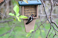 Downy Woodpecker 091220