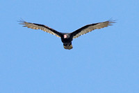 Turkey Vulture 081314