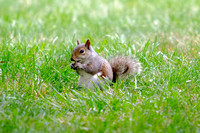 Squirrels 062711