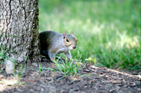 Squirrel 062411