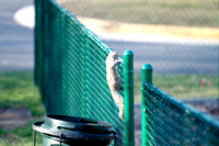 Squirrel on Playground Fence - March 12 2011