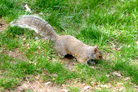 Squirrel Under the Apple Tree 041111