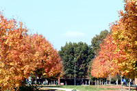 Trees in Fall Color at Mason 102804