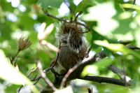Squirrel in the Tulip Tree 091920