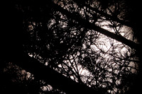 Astronomy Observing at C.M. Crockett Park - Sun Through Tree 110318