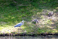 Blue Heron at Mason Pond 060707