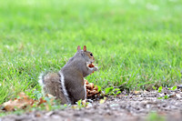 Squirrel with Mushrooms at Mason Pond 080909