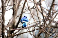 Blue Jay in the Apple Tree 120909