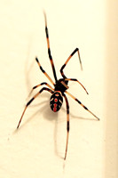 Southern Black Widow Spider 100718