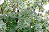 Leaves of the Silver Maple Tree 101304