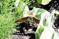 Polyphemus Moth - Antheraea polyphemus - April 29 2006