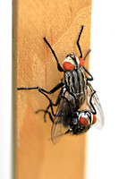 Flesh Flies Mating on Wooden Stake - Sarcophagidae 071123