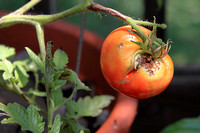 Beefsteak Tomato - Solanum lycopersicum 072623